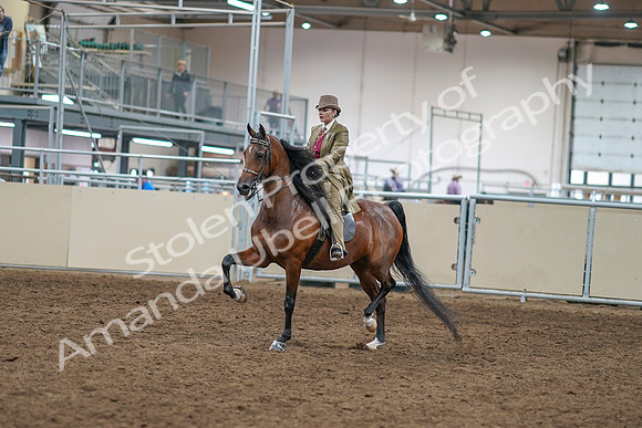 2020 - AB Morgan Horse - Sat, Sept 05 - 05268
