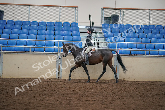 2019 Morgan Horse Show - Aug 30, 2019 - 12143