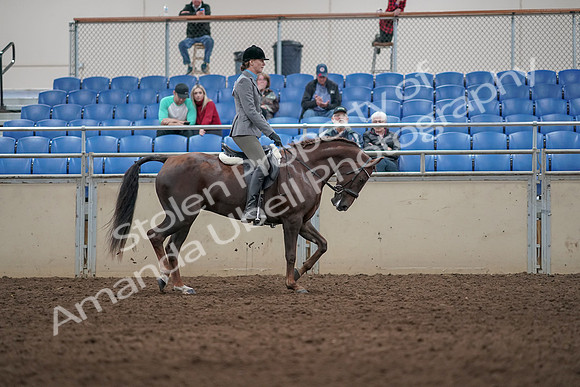 2019 Morgan Horse Show - Aug 31, 2019 - 07436