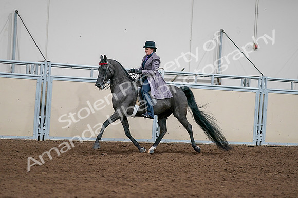 2020 - AB Morgan Horse - Sat, Sept 05 - 13703