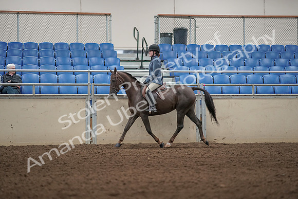 2019 Morgan Horse Show - Aug 31, 2019 - 04996