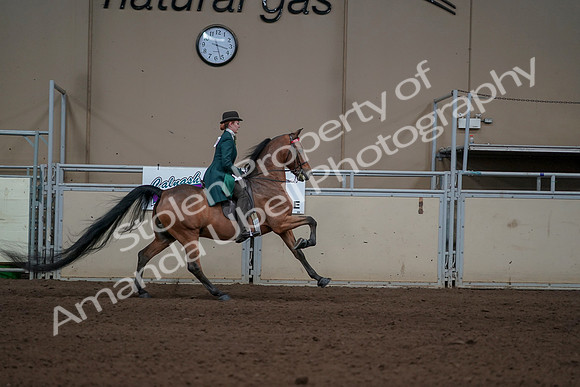 2019 Morgan Horse Show - Sept 01, 2019 - 13392