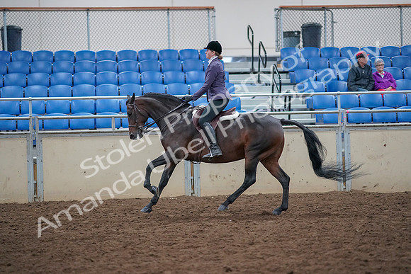 2019 Morgan Horse Show - Aug 30, 2019 - 20596