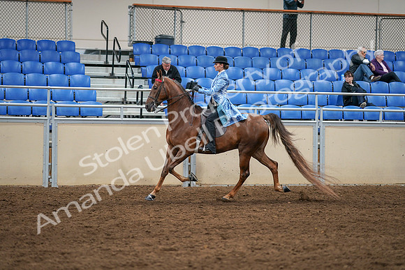 2020 - AB Morgan Horse - Sat, Sept 05 - 03313