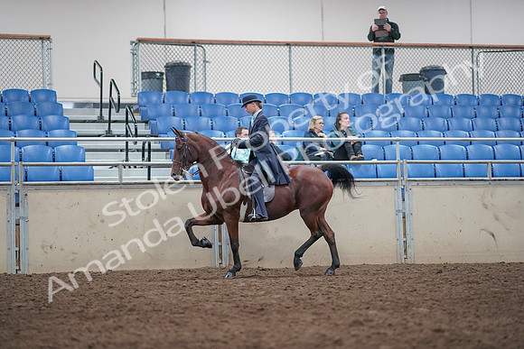 2019 Morgan Horse Show - Aug 31, 2019 - 08597