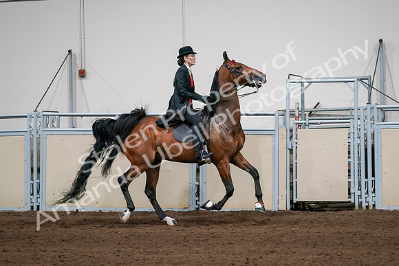 2020 - AB Morgan Horse - Sat, Sept 05 - 06836