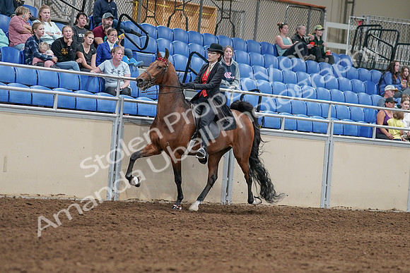 2020 - AB Morgan Horse - Sat, Sept 05 - 06710