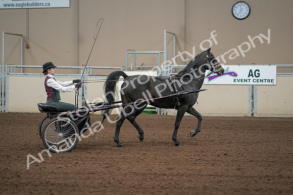 2019 Morgan Horse Show - Aug 31, 2019 - 04705