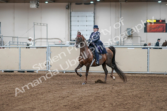 2020 - AB Morgan Horse - Fri, Sept 04 - 07857