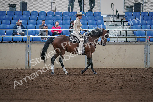2019 Morgan Horse Show - Sept 01, 2019 - 07187