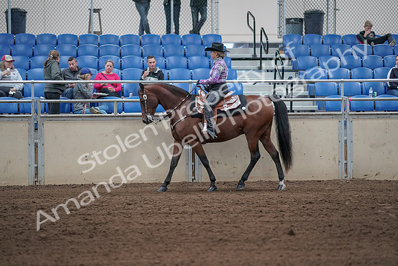 2019 Morgan Horse Show - Sept 01, 2019 - 06770