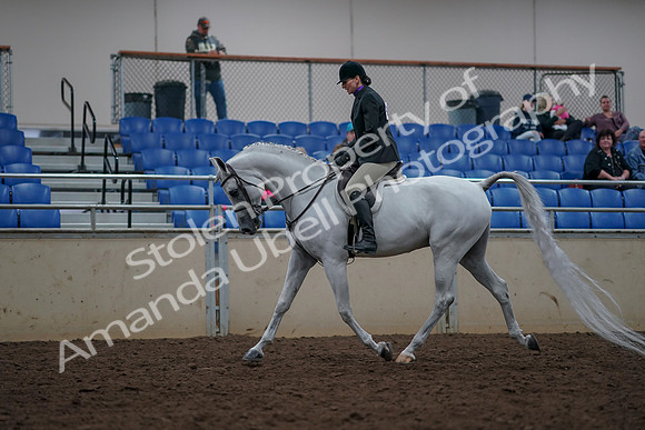 2019 Morgan Horse Show - Aug 31, 2019 - 15902
