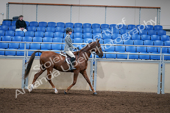 2020 - AB Morgan Horse - Fri, Sept 04 - 03183