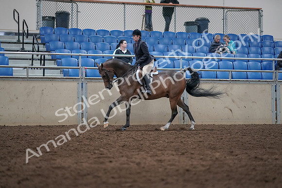 2019 Morgan Horse Show - Sept 01, 2019 - 08723