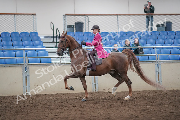 2019 Morgan Horse Show - Aug 31, 2019 - 08758