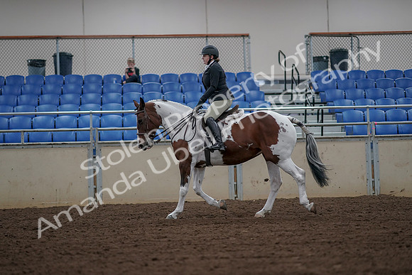 2019 Morgan Horse Show - Aug 30, 2019 - 14934