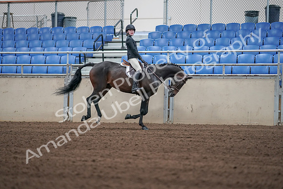 2019 Morgan Horse Show - Sept 01, 2019 - 03884