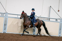 2020 - AB Morgan Horse - Sat, Sept 05 - 08544