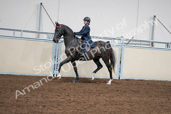2020 - AB Morgan Horse - Fri, Sept 04 - 03016