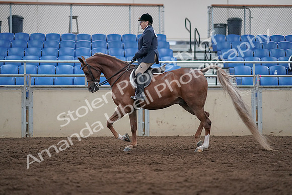 2019 Morgan Horse Show - Sept 01, 2019 - 08544