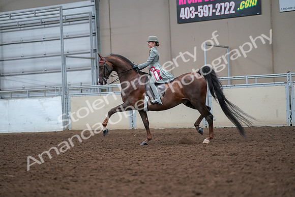 2019 Morgan Horse Show - Aug 30, 2019 - 18268
