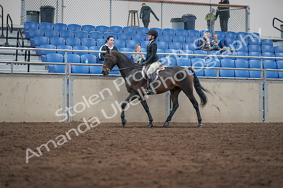 2019 Morgan Horse Show - Sept 01, 2019 - 09026