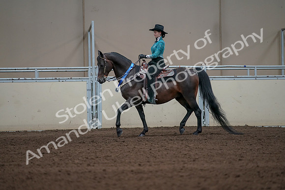 2019 Morgan Horse Show - Sept 01, 2019 - 07315