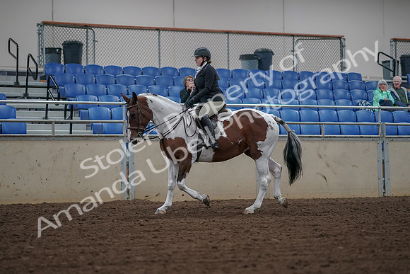 2019 Morgan Horse Show - Aug 30, 2019 - 14860