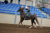 2020 - AB Morgan Horse - Sat, Sept 05 - 06689