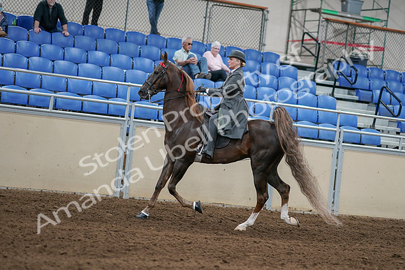 2020 - AB Morgan Horse - Sat, Sept 05 - 06689