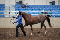 2019 Morgan Horse Show - Aug 31, 2019 - 02916
