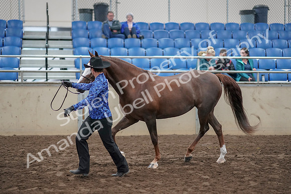 2019 Morgan Horse Show - Aug 31, 2019 - 02916