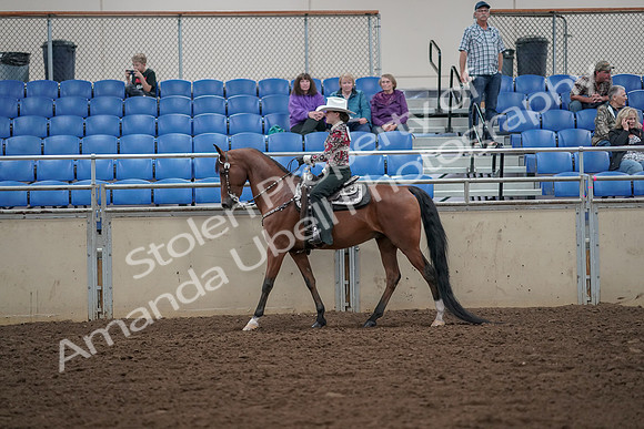 2019 Morgan Horse Show - Aug 30, 2019 - 25928