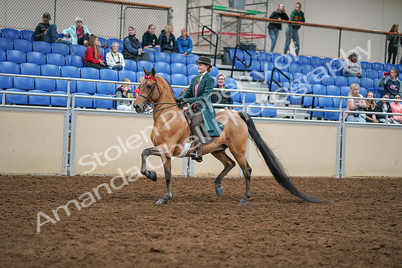 2020 - AB Morgan Horse - Sat, Sept 05 - 13767