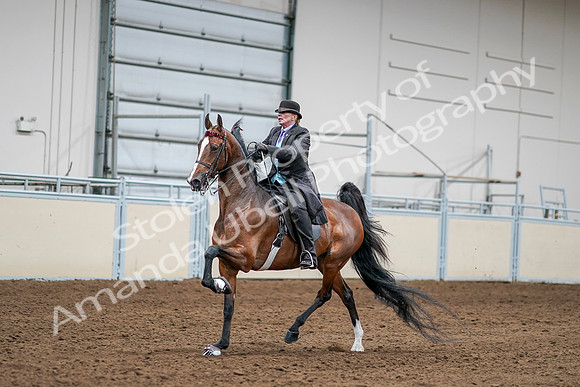 2020 - AB Morgan Horse - Sat, Sept 05 - 13159