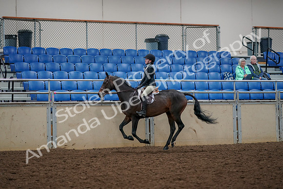 2019 Morgan Horse Show - Aug 30, 2019 - 23441