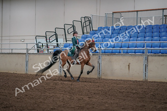 2019 Morgan Horse Show - Sept 01, 2019 - 13398