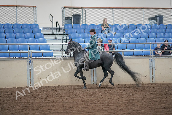 2019 Morgan Horse Show - Aug 30, 2019 - 15581