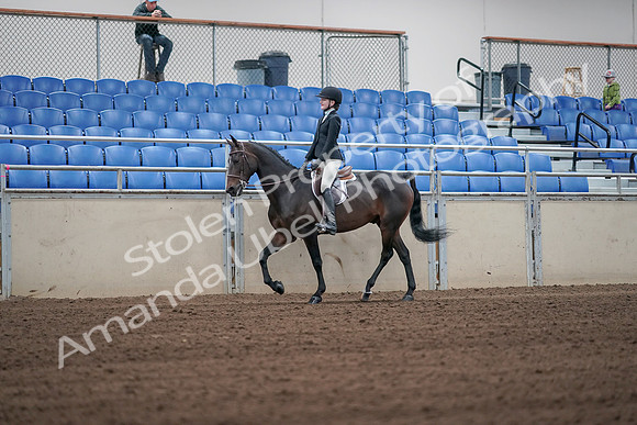 2019 Morgan Horse Show - Sept 01, 2019 - 03647