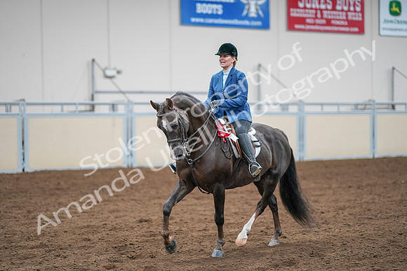 2020 - AB Morgan Horse - Sat, Sept 05 - 05259