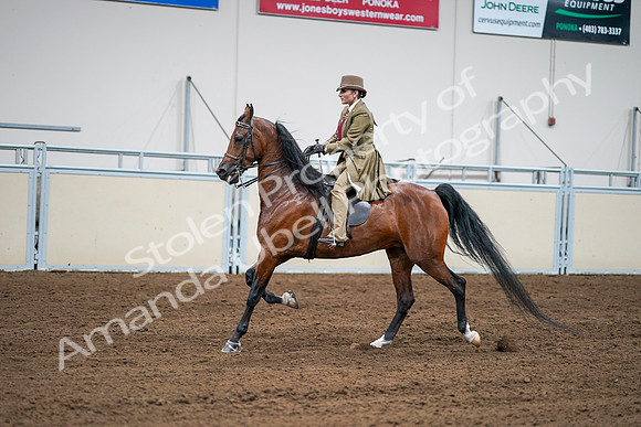2020 - AB Morgan Horse - Sat, Sept 05 - 08099