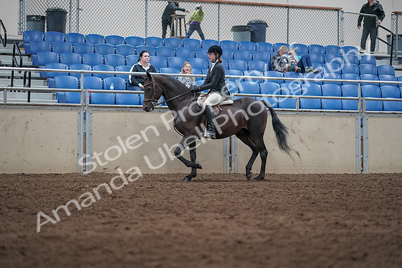 2019 Morgan Horse Show - Sept 01, 2019 - 09008