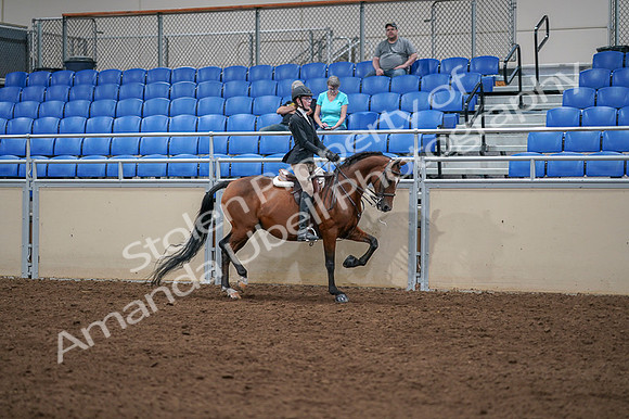 2020 - AB Morgan Horse - Fri, Sept 04 - 06117