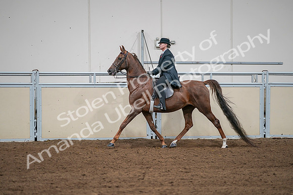 2020 - AB Morgan Horse - Fri, Sept 04 - 07984