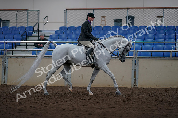 2019 Morgan Horse Show - Aug 31, 2019 - 16205