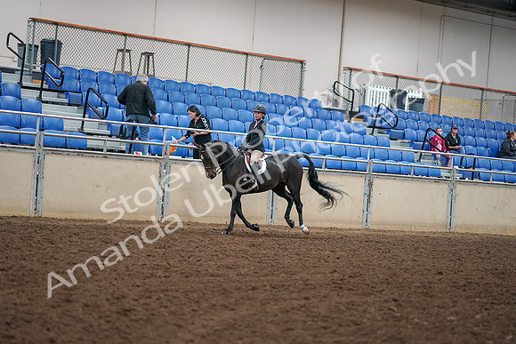 2019 Morgan Horse Show - Aug 30, 2019 - 12268