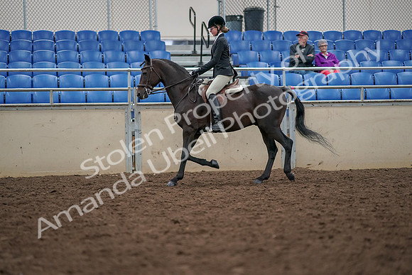 2019 Morgan Horse Show - Aug 30, 2019 - 20338