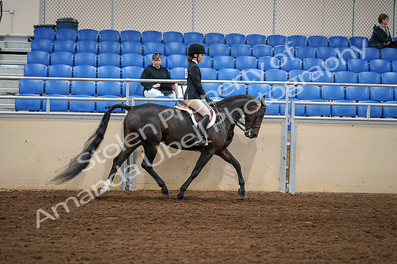2020 - AB Morgan Horse - Fri, Sept 04 - 02165