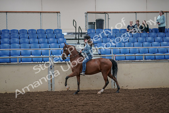 2019 Morgan Horse Show - Aug 30, 2019 - 31318