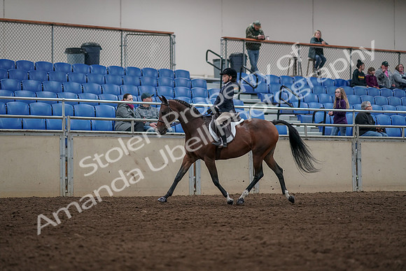 2019 Morgan Horse Show - Aug 31, 2019 - 05547